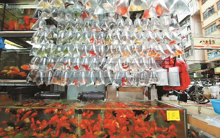 Goldfish Market