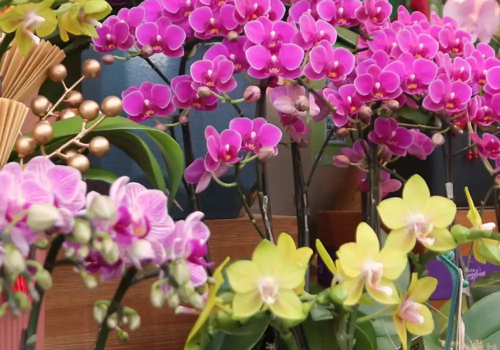 A display of potted orchids in various colours.