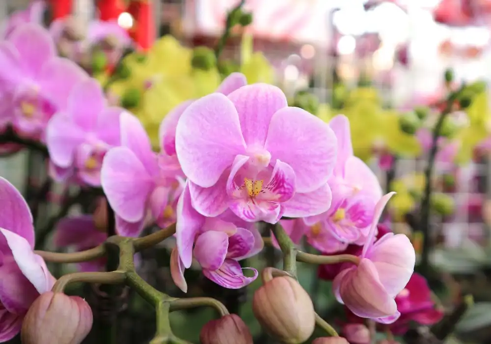 Vibrant pink Phalaenopsis orchids in full bloom